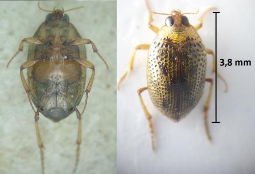 Peltodytes caesus